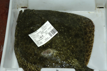 pesca-59