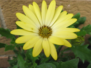 yellow osteospermum