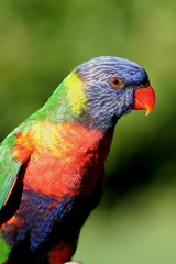 Rainbow Lorikeet