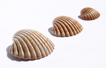conchas en diagonal