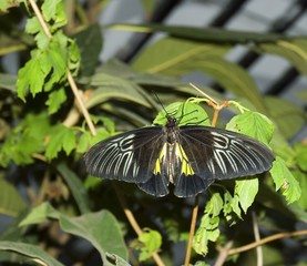The black butterfly 