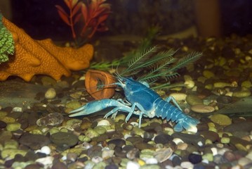 Blue crayfish. 