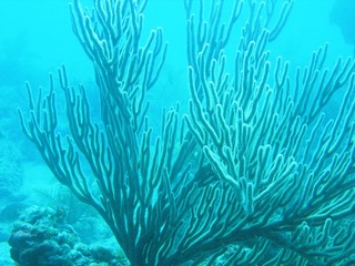 Fototapeta na wymiar Living Corals, Islamorada, Florida/USA