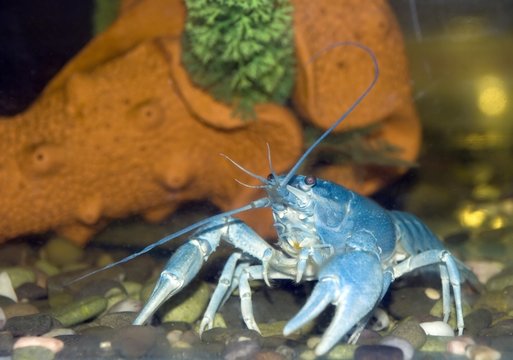 Blue Crayfish. 