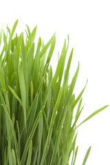 Cut grass on white background