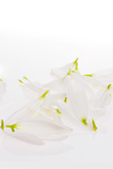 Petals with reflection isolated on white