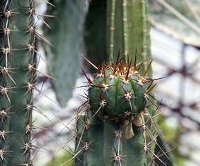 Exotic cactus 