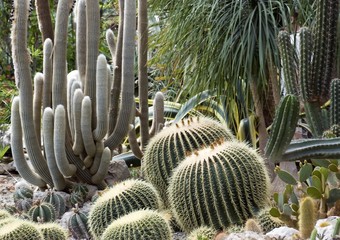 Exotic cactus 