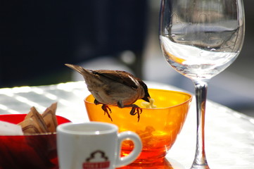 Oiseau chapardeur à Venise
