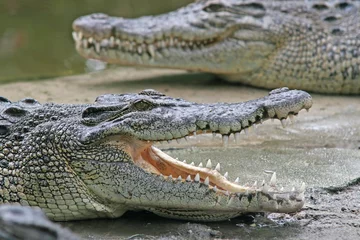 Foto op Canvas Crocodile jaws © Otvalo