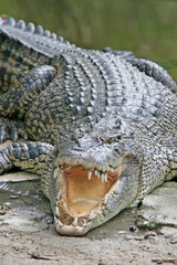 Large Crocodile