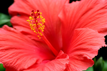 Red Hibiscus Flower