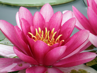 water lily