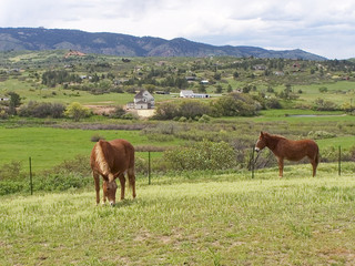Fototapeta na wymiar A pretty brown mule and horse in a small rural community 