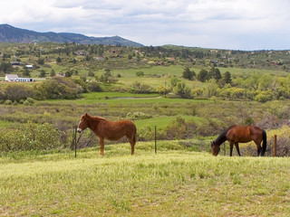 Obraz premium A pretty brown mule and horse in a small rural community 