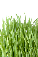 Cut grass on white background