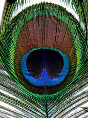 Plume de paon