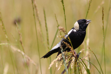 Bobolink perched in the tall grass