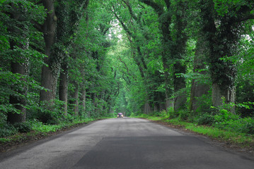 Fototapeta premium Landstraße im Wald