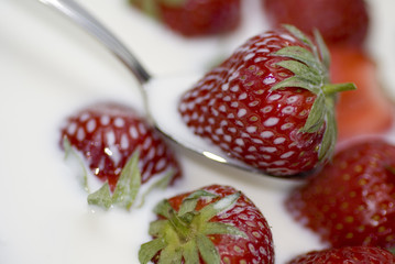 Erdbeeren schwimmen in Milch
