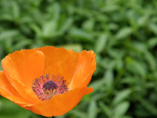 flowers of a poppy.