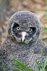 Great Grey Owl chick looking at viewer - portrait orientation