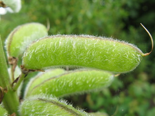 lupin seed pod