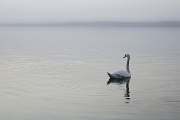 A swan in Lake Balaton, Hungary