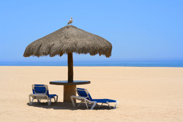 Palapa on a beautiful beach, a seagull sitting on top.