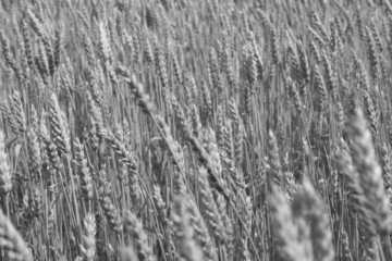 Detail of wheat in b/w