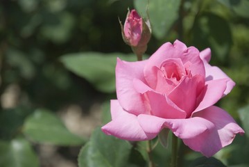 Pink rose with a violet shade on effective blur a background