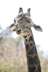A Ugandan Giraffe chewing with it's mouth open