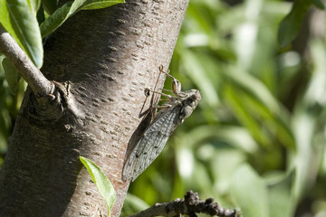 Cigales J.Ribieff-18.dng