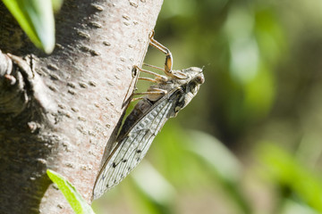 Obraz premium Cigale.