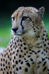 King Cheetah