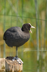 Foulque macroule - Fulica atra - Common Coot