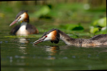 Grèbe huppé - Podiceps cristatus - Great Crested Grebe