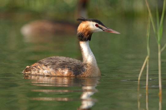 Gr&egrave;be hupp&eacute; - Podiceps cristatus - Great Crested Grebe