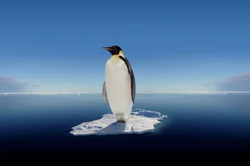 Crédence de cuisine en verre imprimé Pingouin The last Emperor