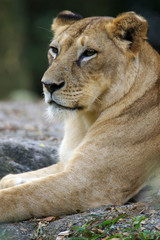 Lions