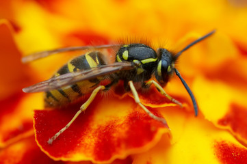 Detail (close-up) of a wasp