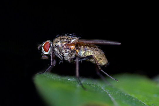 close-up of a fly