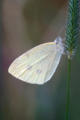 white butterfly
