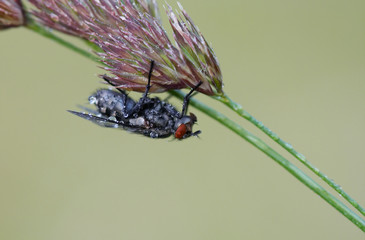 dewy fly