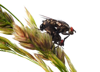 copulation flies