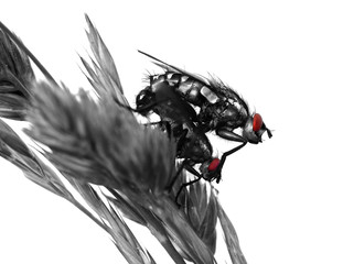 red eyes