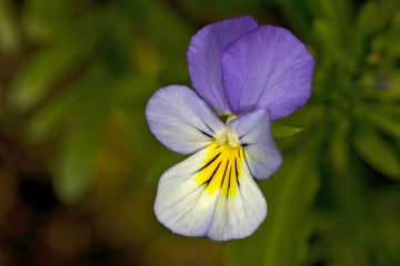 small forest violet on dark green background