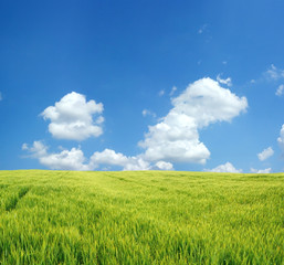 Beautiful wheat field