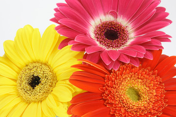 three gerber daisies on a white background