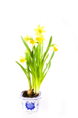 Fototapeta na wymiar yellow spring daffodil on white background whit drops.
